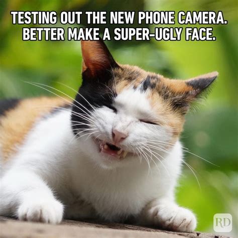 71 Hilarious Cat Memes You Will Laugh at Every Time